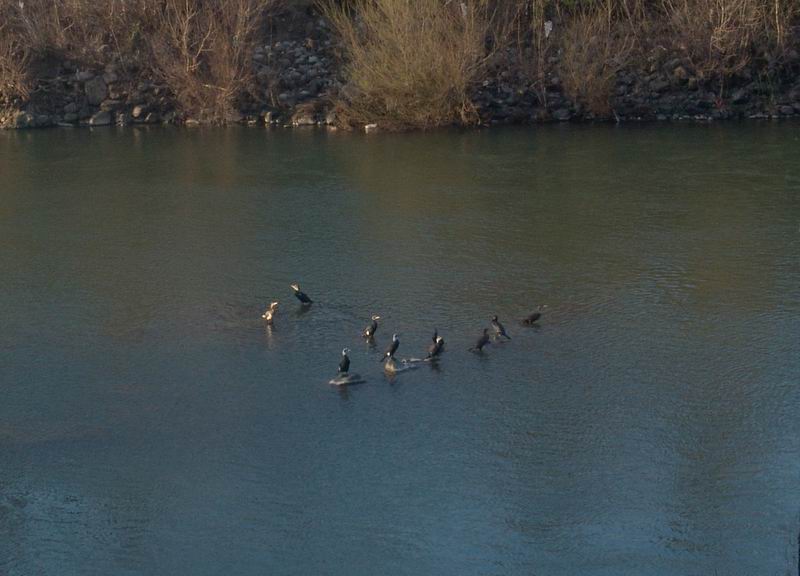 Phalacrocorax  carbo - Cormorano